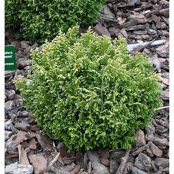 Gelbgrüne Zwergscheinzypresse 15-20cm - Chamaecyparis pisifera günstig online kaufen