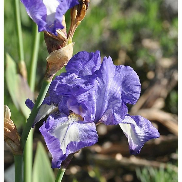 Schwertlilie Victoria Falls - Iris barbata günstig online kaufen