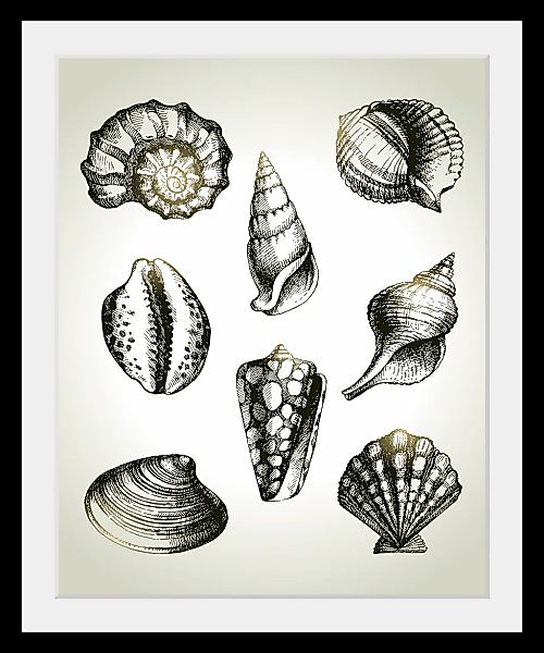 queence Bild »Willy«, Meer-Wassertiere-Kunst-Schwarz-Weiß, (1 St.), HD Prem günstig online kaufen