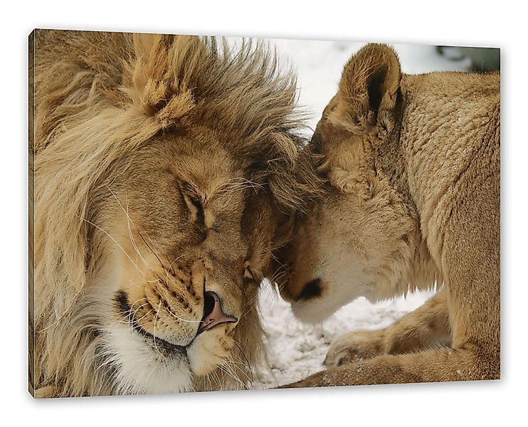 Pixxprint Leinwandbild Kuschelnde Löwen, Kuschelnde Löwen günstig online kaufen