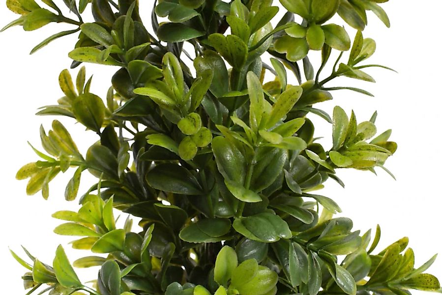 Botanic-Haus Künstliche Zimmerpflanze "Buchsbaum im Topf" günstig online kaufen