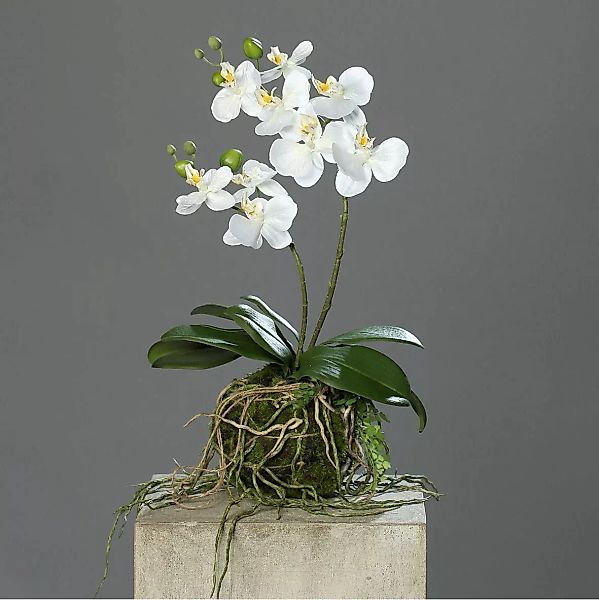 Kunstblume Orchidee mit Erdballen creme 43cm günstig online kaufen