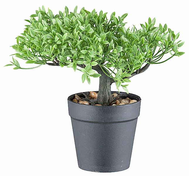 Creativ green Kunstbonsai "Bonsai Buchsbaum und Teeblatt", mit 2 Ausführung günstig online kaufen