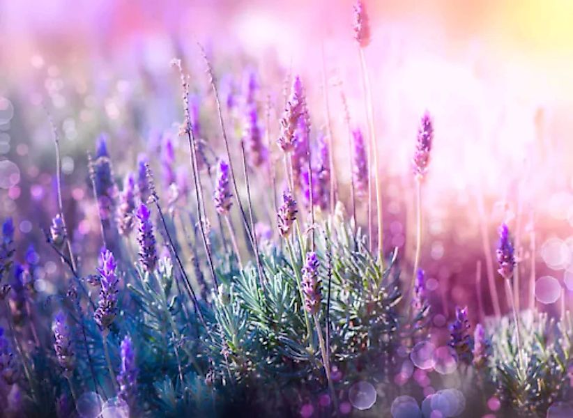 Papermoon Fototapete »Lavender Field« günstig online kaufen