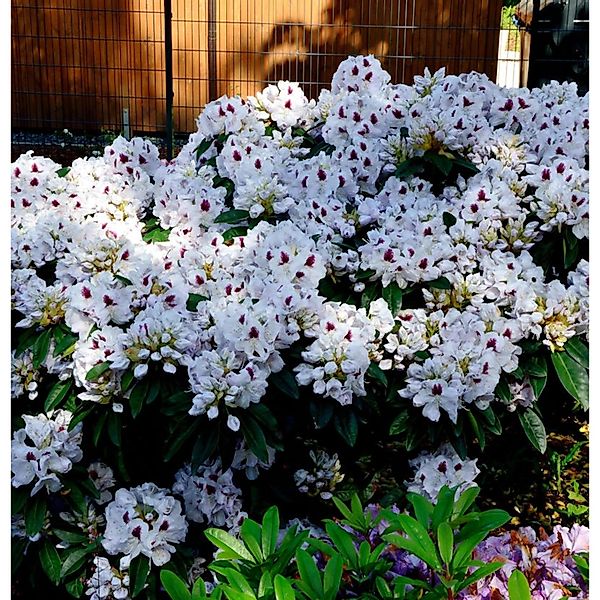 INKARHO - Großblumige Rhododendron Marsalla 25-30cm - Alpenrose günstig online kaufen