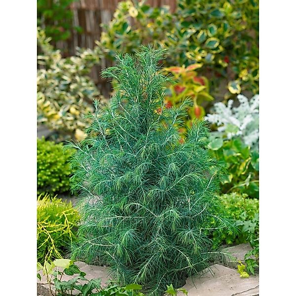 Cedrus Deodara Bushes Electra Himalaya-Zeder 100–125 cm günstig online kaufen