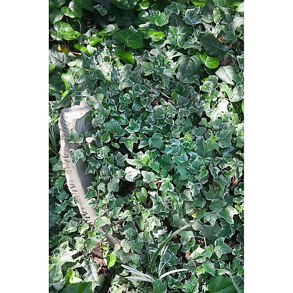 Hedera Helix Glacier Efeu Grün-Weiß 60–80 cm günstig online kaufen