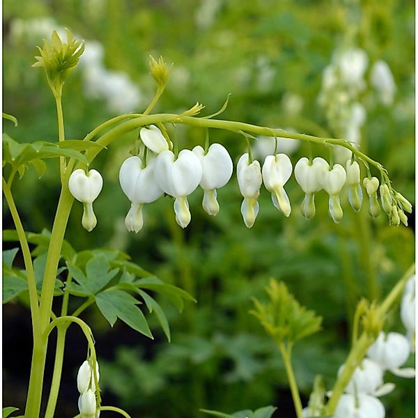 Zwergherzblume Pearl Drops - Dicentra formosa günstig online kaufen