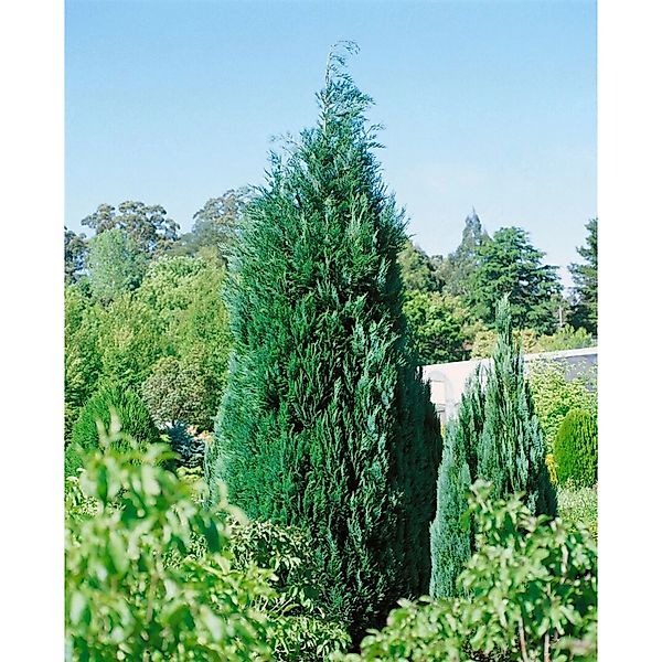 Chamaecyparis lawsoniana 'Alumii' 60-80 cm günstig online kaufen