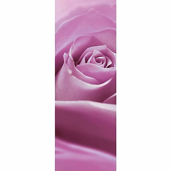 Komar Fototapete Pink Rose B/L: ca. 100x280 cm günstig online kaufen