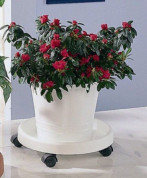 Ruco Blumentopfuntersetzer, Set, 2-tlg., Kunststoff, Ø günstig online kaufen