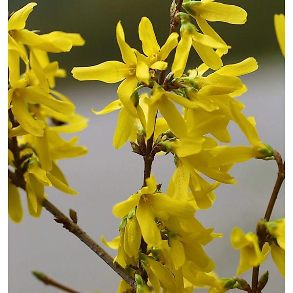 Goldglöckchen Spectabilis 60-80cm - Forsythia intermedia günstig online kaufen