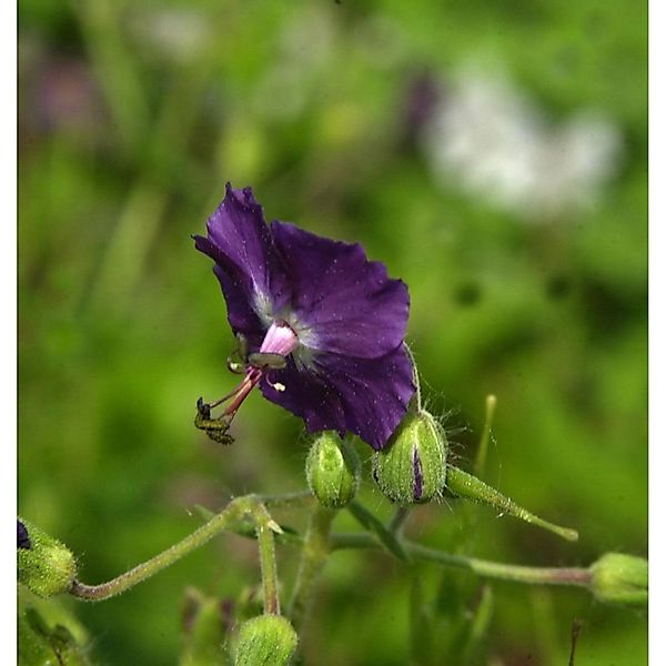 Brauner Storchenschnabel - Geranium phaeum günstig online kaufen