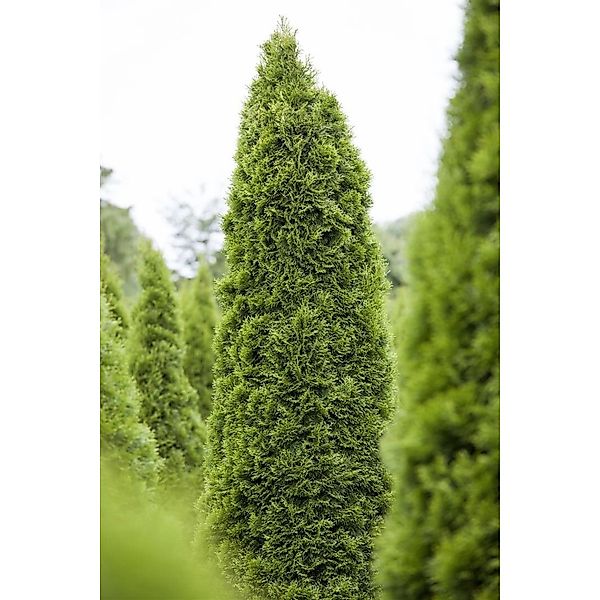 Thuja occidentalis 'Zmatlik' 25-30 cm günstig online kaufen