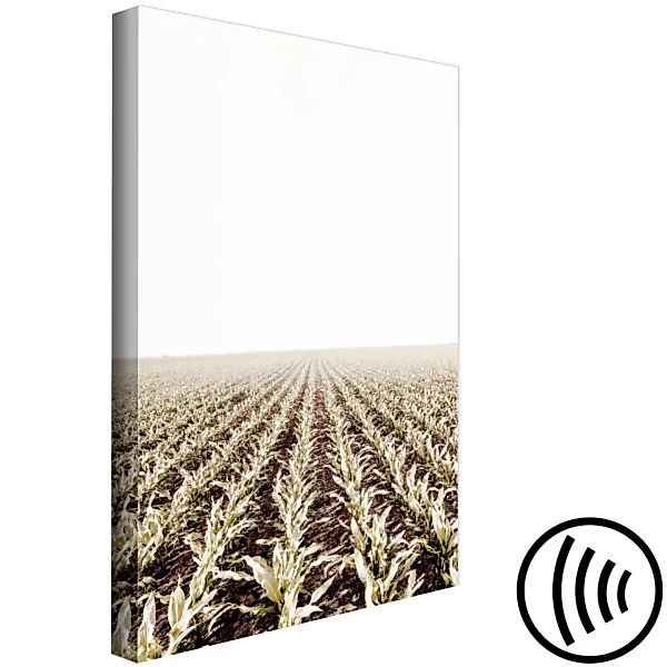 Leinwandbild Corn Field (1 Part) Vertical XXL günstig online kaufen