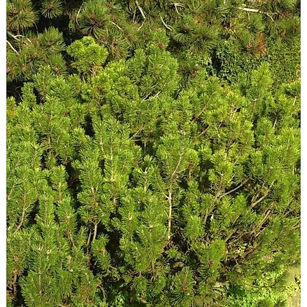 Krummholz Kiefer Alpenstar 30-40cm - Pinus mugo günstig online kaufen