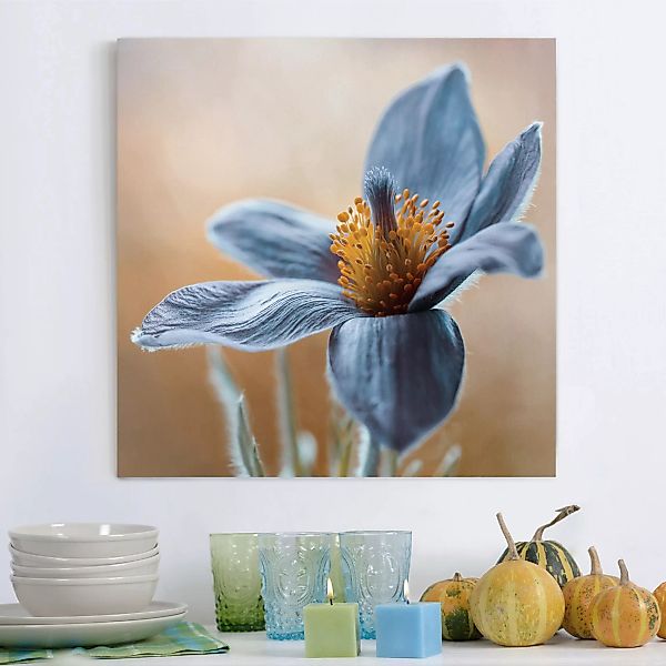 Leinwandbild Blumen - Quadrat Kuhschelle in Blau günstig online kaufen