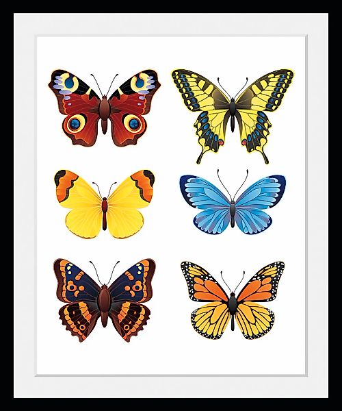 queence Bild "Irina", Schmetterlinge-Kunst-Insekten, (1 St.), HD Premium Po günstig online kaufen