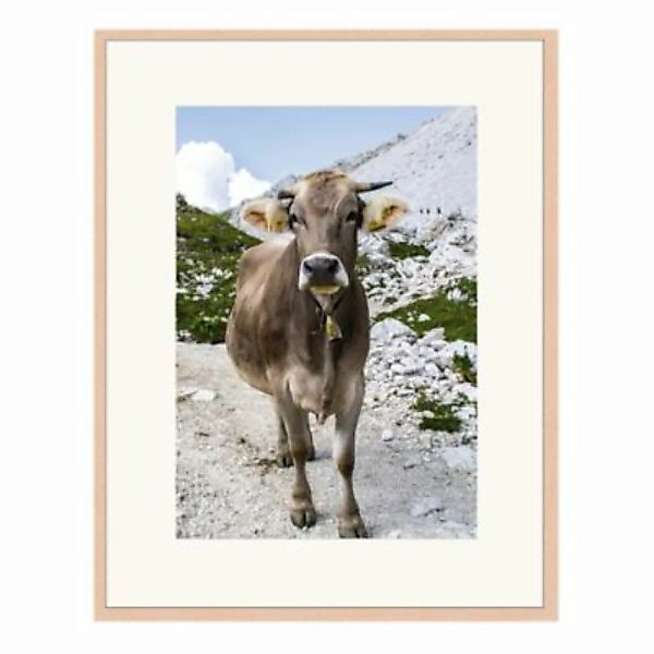 Any Image Wandbild Kuh beige Gr. 40 x 50 günstig online kaufen