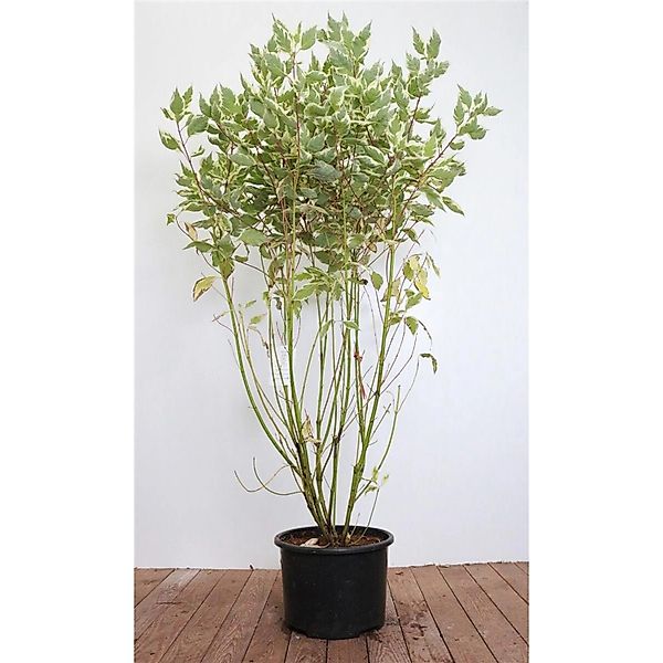 Cornus Alba Elegantissima Weißer Hartriegel 100–125 cm günstig online kaufen
