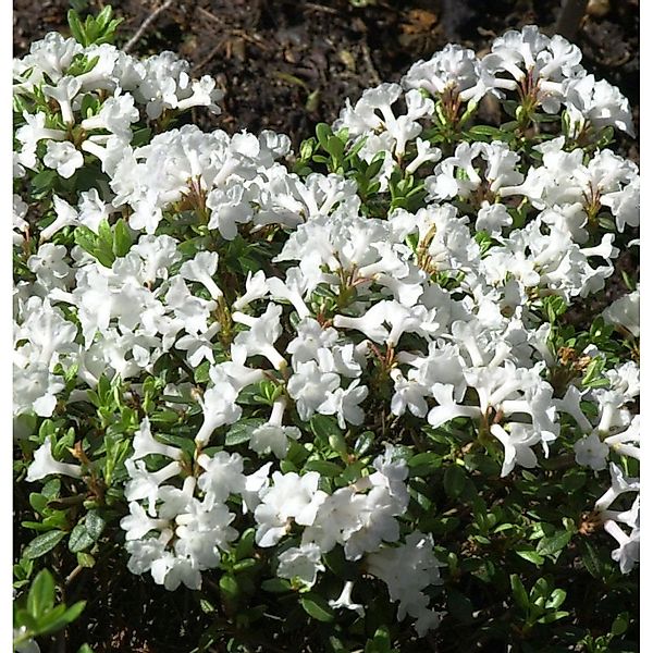 Rhododendron myrtifolium 15-20cm günstig online kaufen