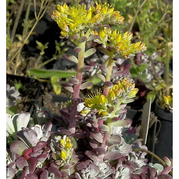 Fetthenne Purpureum - Sedum spathulifolium günstig online kaufen