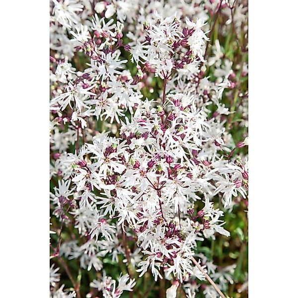 Lychnis Flos-Cuculi White Robin Kuckuckslichtnelke Ca. 9x9 cm Topf günstig online kaufen