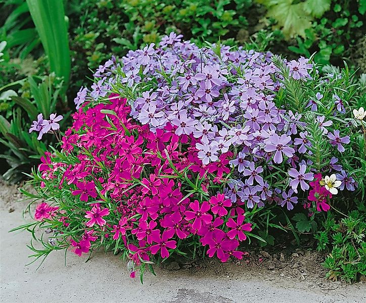 Pflanzen für Dich Bodendecker Phlox sub. Atropurpurea, 1 St., Polsterphlox, günstig online kaufen