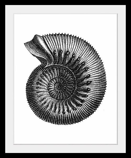 queence Bild »Bernd«, Meer-Wassertiere-Kunst-Schwarz-Weiß, (1 St.), HD Prem günstig online kaufen