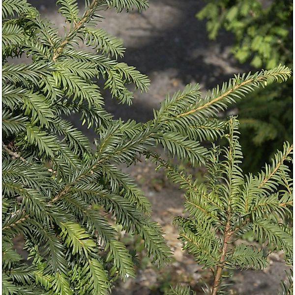 Heimische Eibe Typ Tschechien 50-60cm - Taxus baccata günstig online kaufen