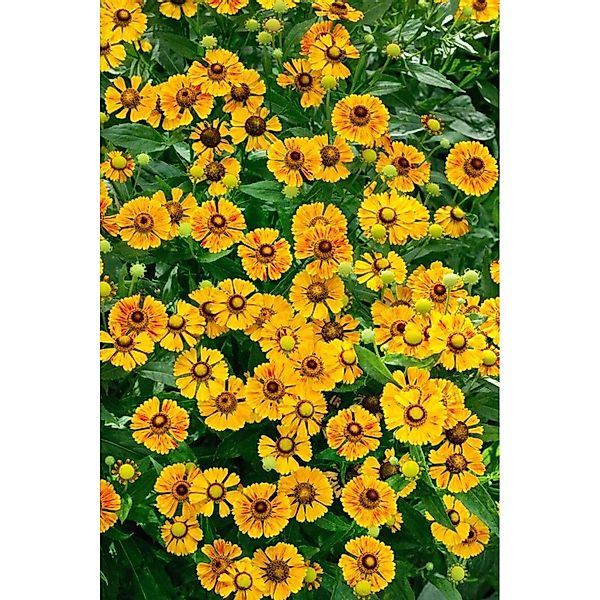 Helenium X Cult. Rauchtopas Sonnenbraut Ca. 11x11 cm Topf günstig online kaufen