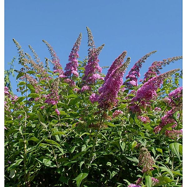 Schmetterlingsflieder Reve de Papillon Pink 40-60cm - Buddleja günstig online kaufen