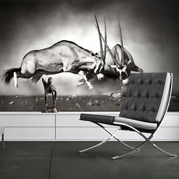artgeist Fototapete Kampf der Antilopen schwarz/weiß Gr. 300 x 231 günstig online kaufen