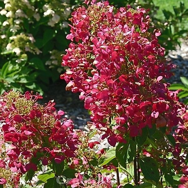 Hochstamm Rispenhortensie Magical Vesuvio 60-80cm - Hydrangea paniculata günstig online kaufen