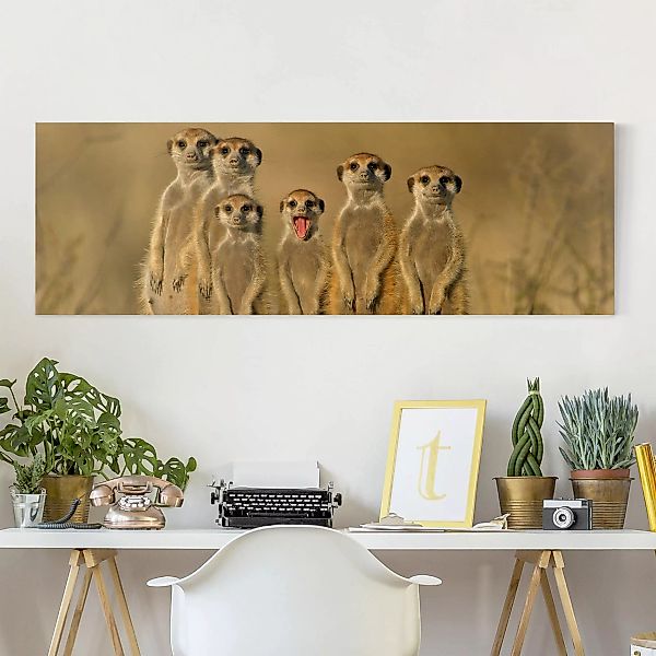 Leinwandbild - Panorama Meerkat Family günstig online kaufen