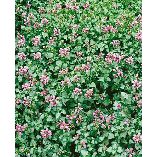 Lamium Maculatum Pink Pewter Taubnessel Rosa Ca. 9x9 cm Topf günstig online kaufen