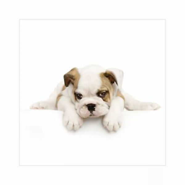 Bilderwelten Kindertapete Kleine Bulldogge weiß Gr. 288 x 288 günstig online kaufen