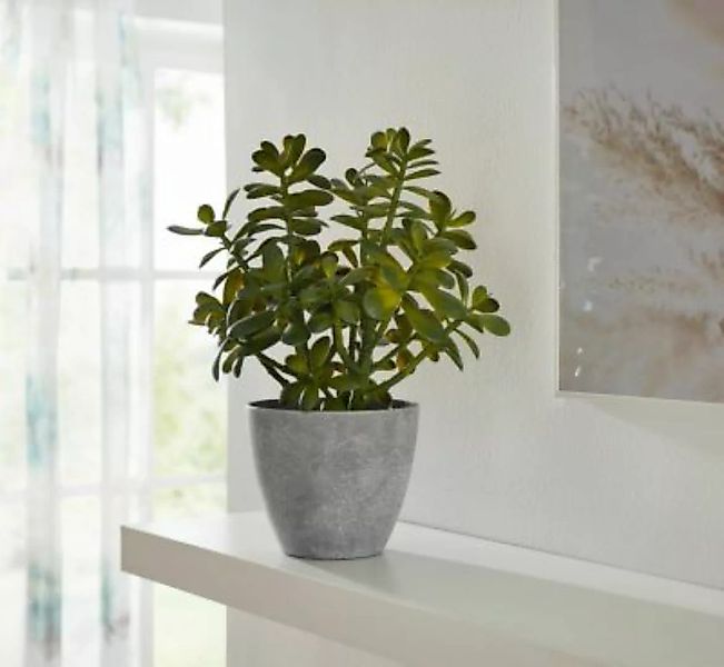 HOME Living Pflanze Crassula Ovata Kunstpflanzen grün günstig online kaufen
