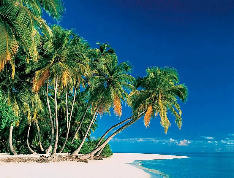 Papermoon Fototapete »Tropical Palms« günstig online kaufen