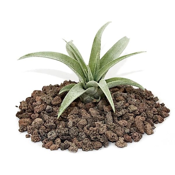 Exotenherz Tillandsia Capitata Lose Pflanze Klein günstig online kaufen