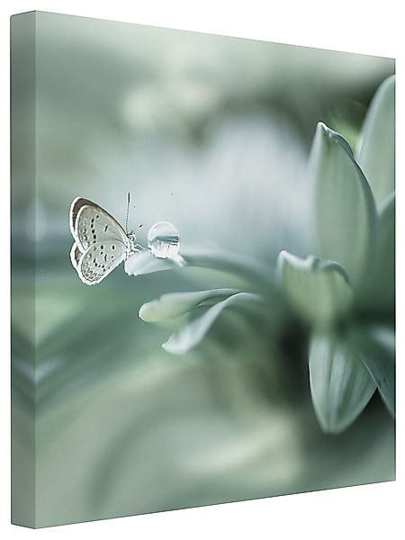 Bilderdepot24 Leinwandbild Blumen Modern Natur Schmetterling günstig online kaufen