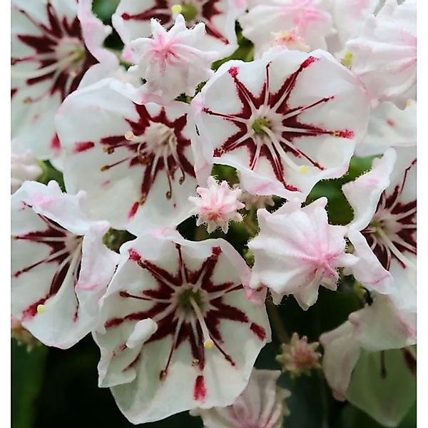 Berglorbeer Peppermint 25-30cm - Kalmia,atifolia günstig online kaufen