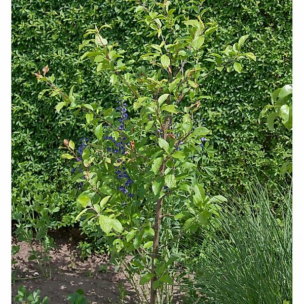 Pflaume Unika 60-80cm - Prunus domestica günstig online kaufen