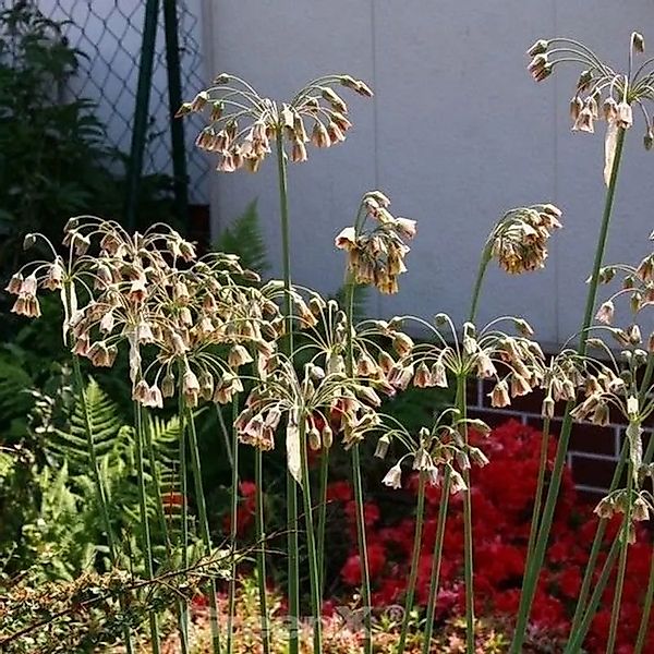 Bulgarischer Lauch - Nectaroscordum siculum günstig online kaufen