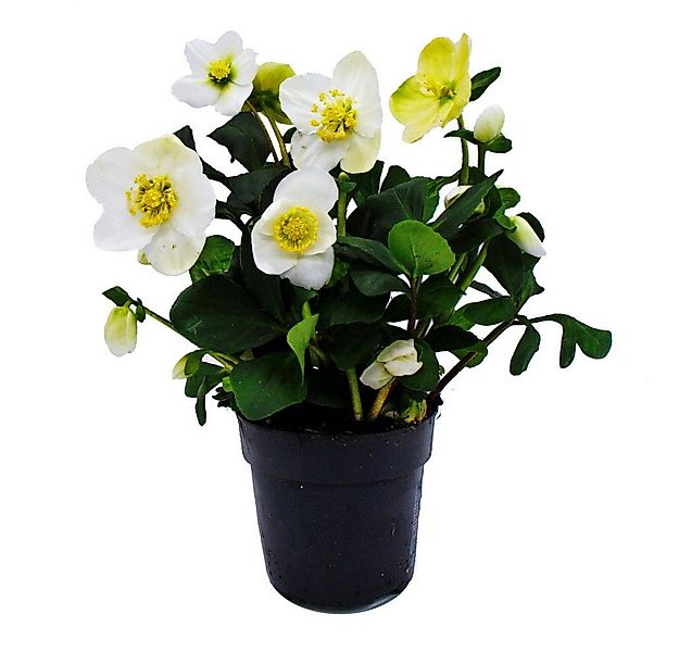 Exotenherz Rose Christrose Helleborus niger 11cm Topf viele Knospen günstig online kaufen
