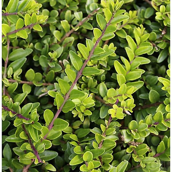 Heckenmyrte Maigrün 20-30cm - Lonicera nitida günstig online kaufen