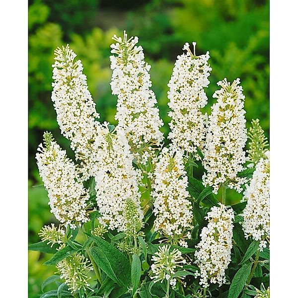 Buddleja Davidii Schmetterlingsstrauch White Ball 40-60 cm günstig online kaufen