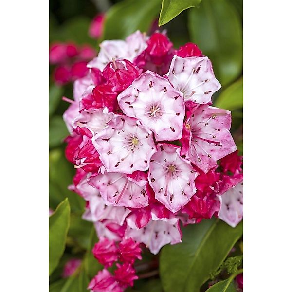 Kalmia Latifolia Ostbo Red Berglorbeer Rot 20–30 cm günstig online kaufen