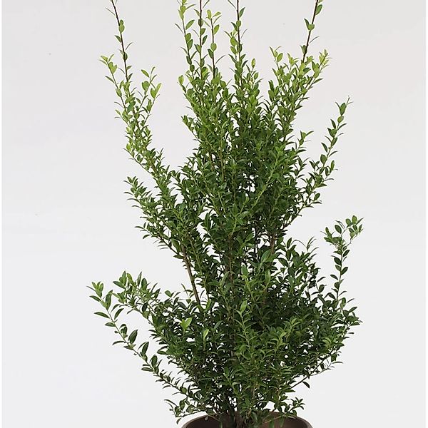 Glänzender Japanische Ilex Impala 50-60cm - Ilex maximowicziana günstig online kaufen