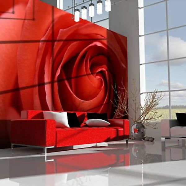 artgeist Fototapete Erwachende Rose schwarz/rot Gr. 300 x 231 günstig online kaufen